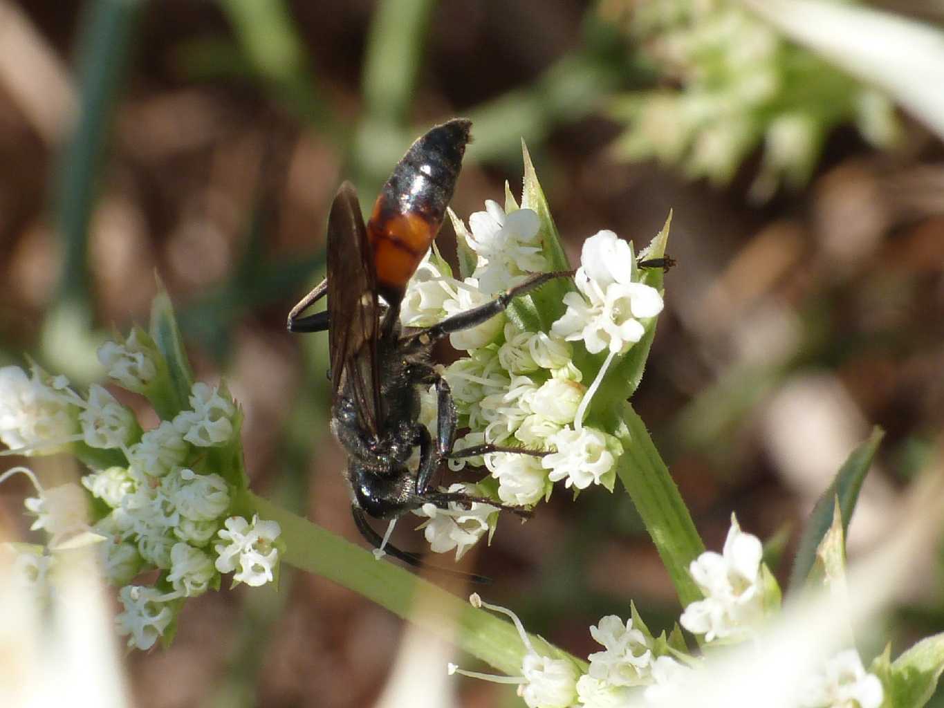 Sphecidae insolito